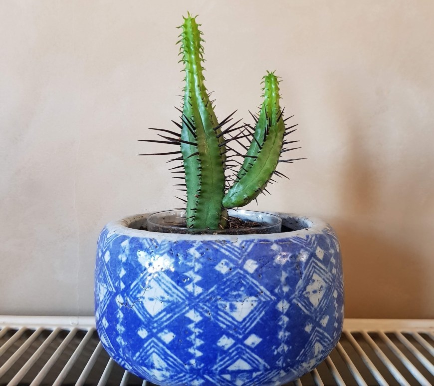 blue glazed terracotta plant flower pot