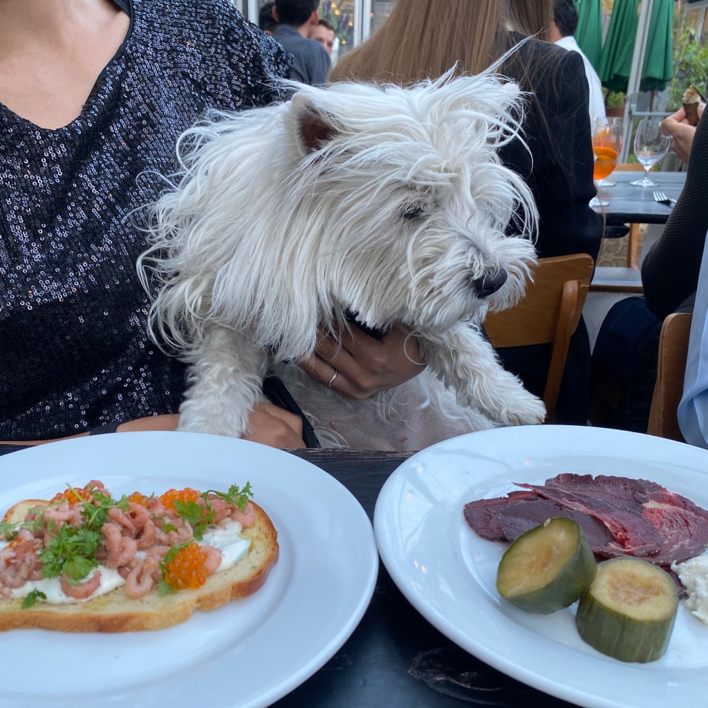 Rochelle Canteen dog friendly casual no fuss diner relaxed restaurant shoreditch east london cool hip rustic alfresco garden european unique creative fresh ingredients trendy french wine