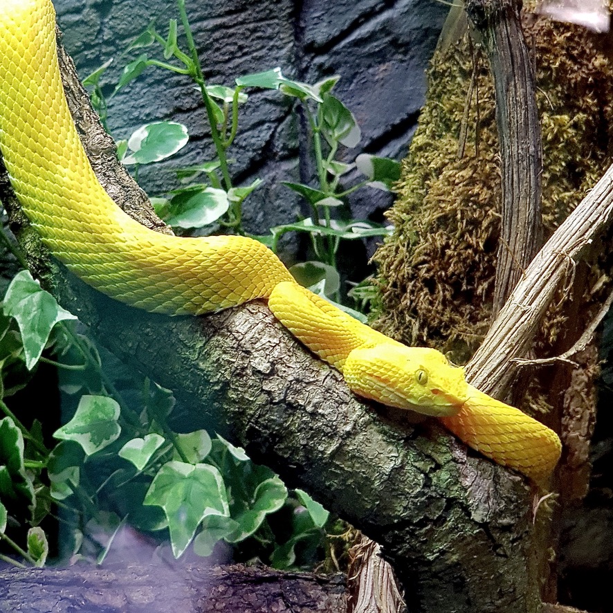 Cotswold Wildlife Park and Gardens Day Out Animals Farm Family Kids Dog Friendly Picnic Snake