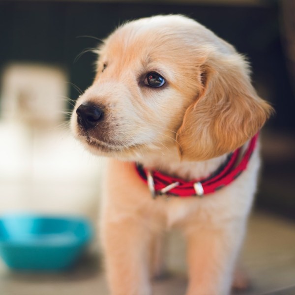 Essential shopping guide for your new puppy