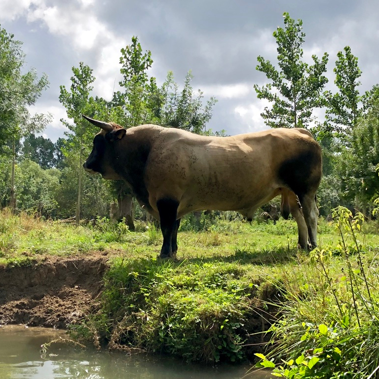 Northern Western France Driving Road Trip Itinerary Travel Tips Marais Poitevin Marsh