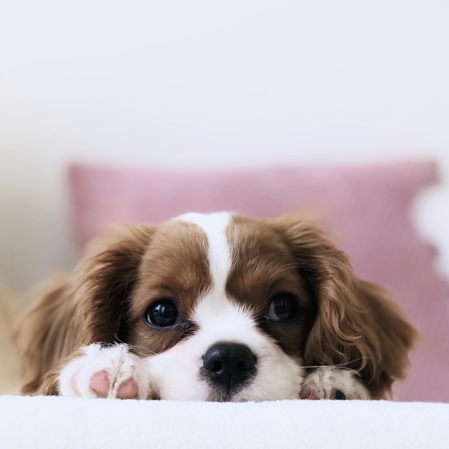 Essential shopping guide for your new puppy