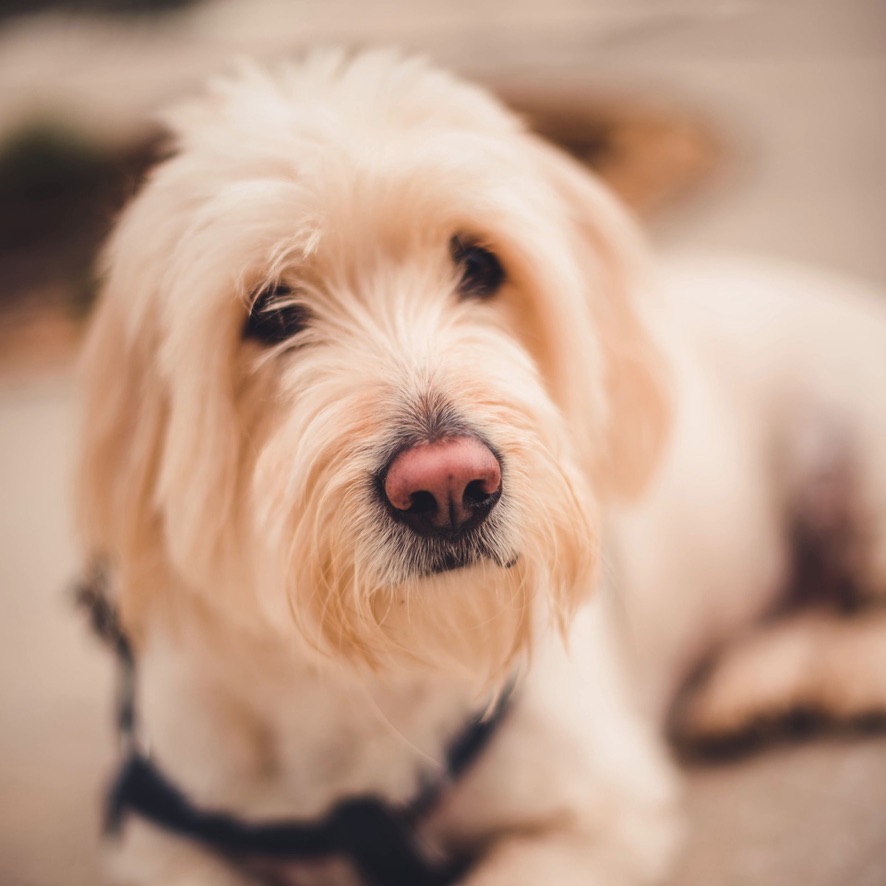 Essential shopping guide for your new puppy