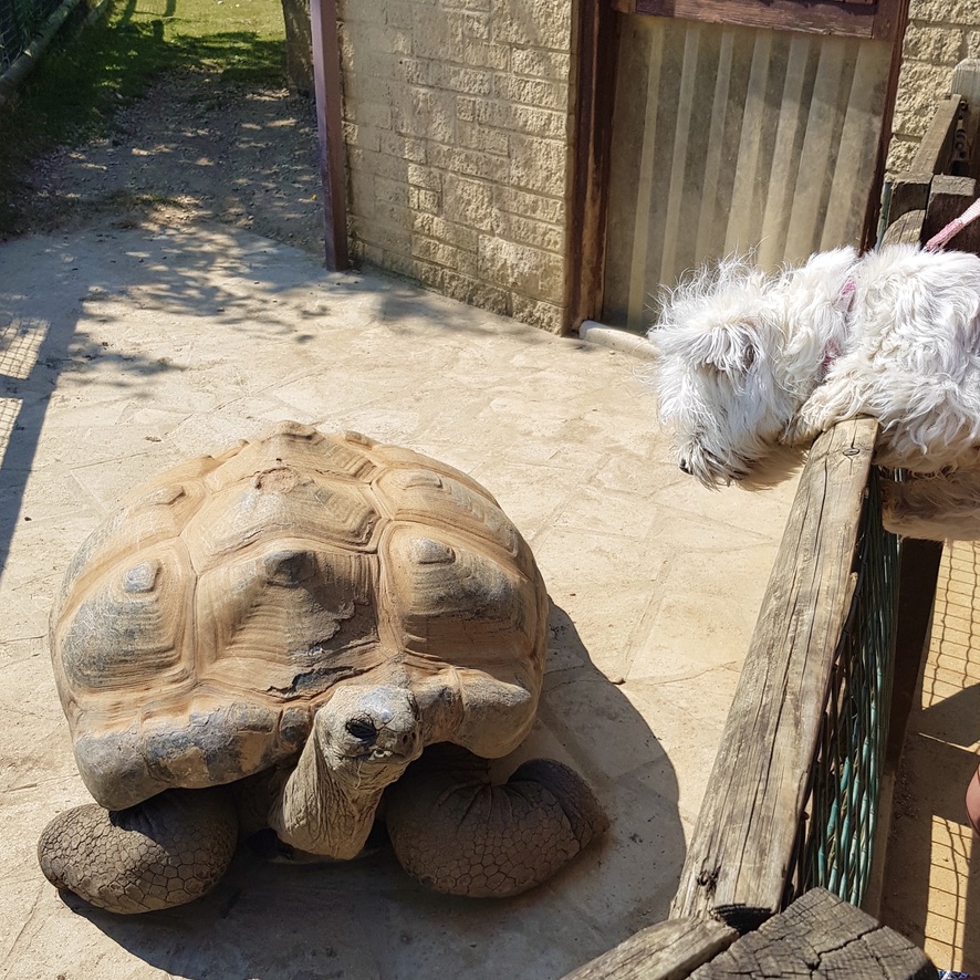 Cotswold Wildlife Park and Gardens Day Out Animals Farm Family Kids Dog Friendly Picnic Tortoise