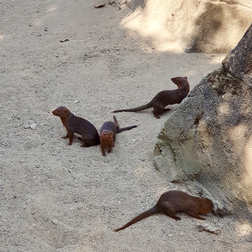 Cotswold Wildlife Park and Gardens Day Out Animals Farm Family Kids Dog Friendly Picnic