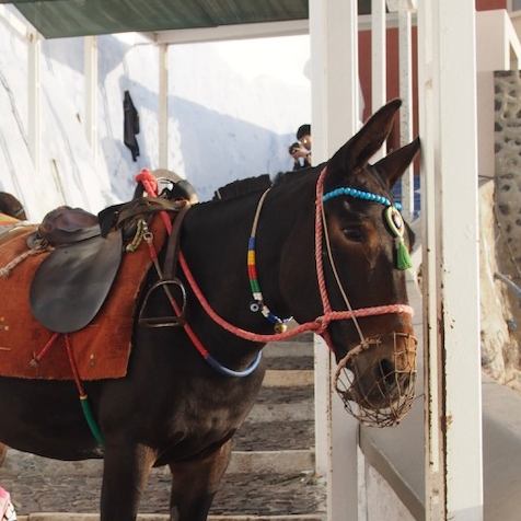 Off Peak Holiday Santorini Itinerary Travel Tips Fira Donkey Ride