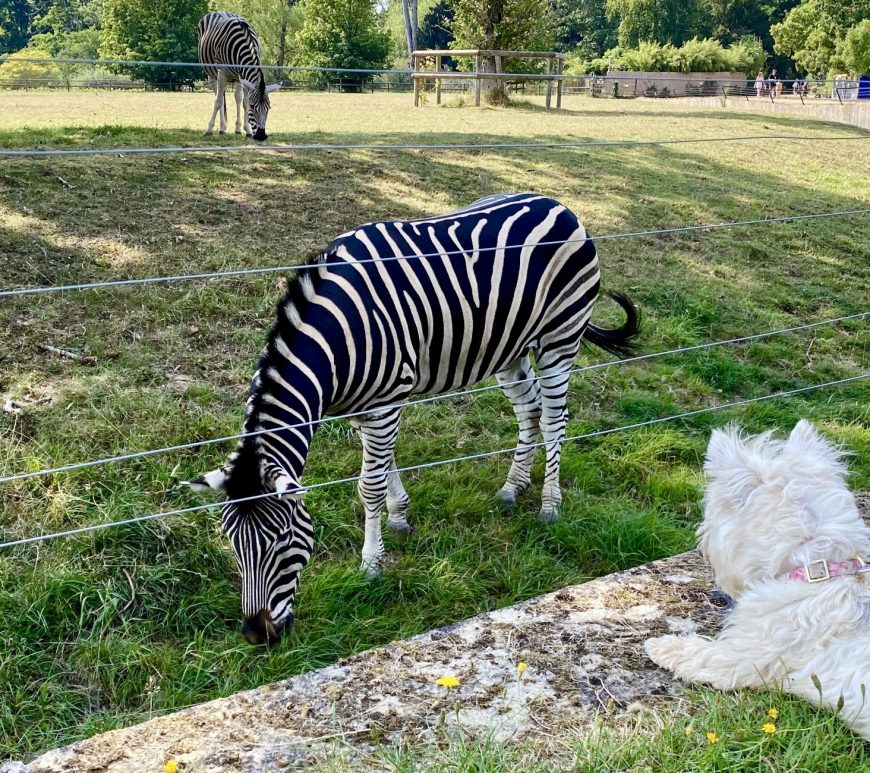 Cotswold Wildlife Park and Gardens Day Out Animals Farm Family Kids Dog Friendly Picnic