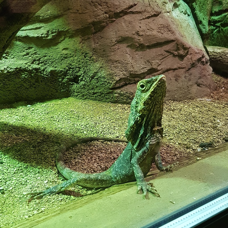 Cotswold Wildlife Park and Gardens Day Out Animals Farm Family Kids Dog Friendly Picnic