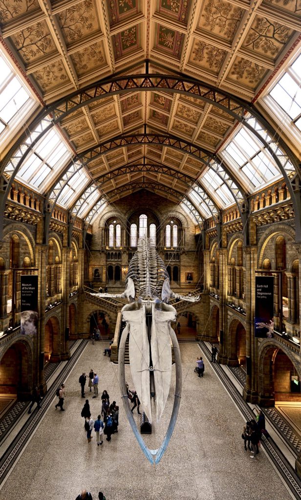London Day Out Natural History Museum Blue Whale