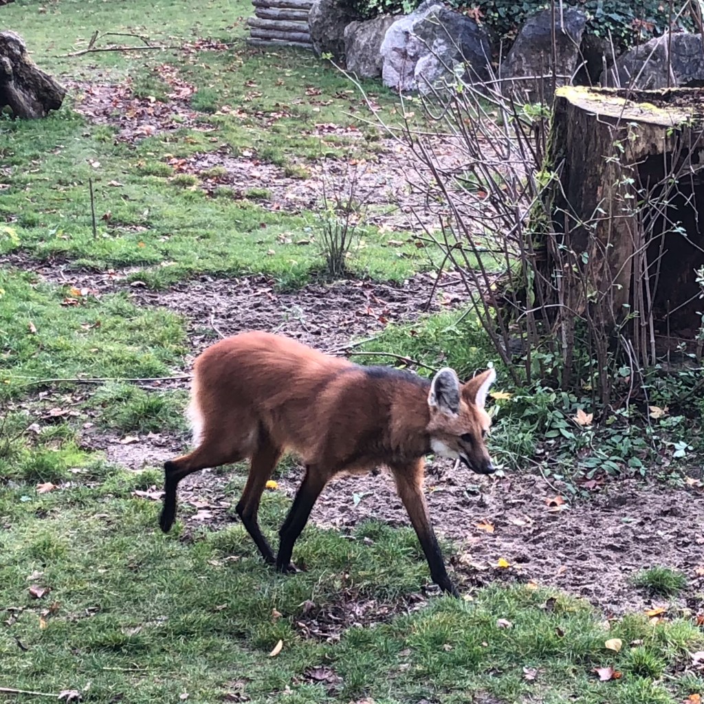 maned wolf lille zoo, animal lille, Maserati road trip