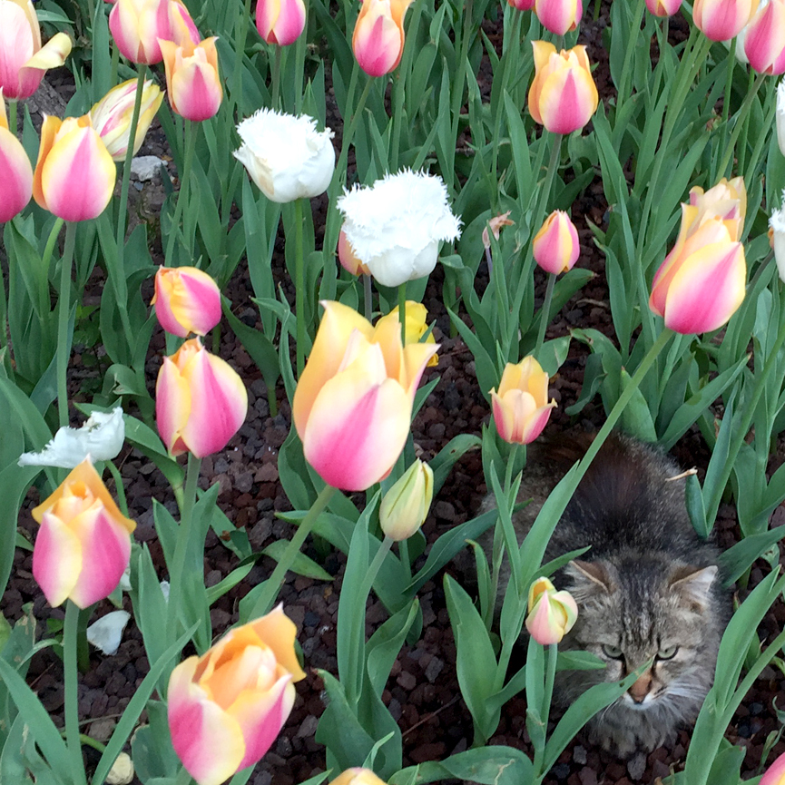 #Istanbul #cat #tulips